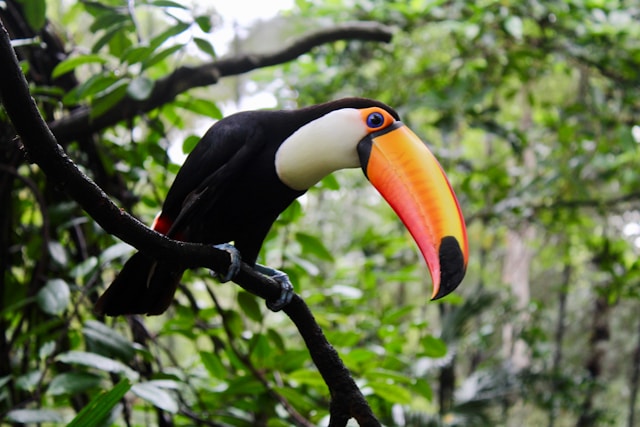 toucans