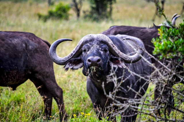 La réserve du Masai Mara