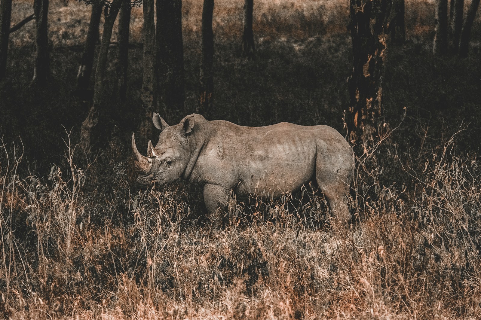 Rhinocéros au Kenya